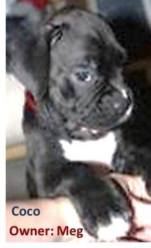 Black boxer dog store price